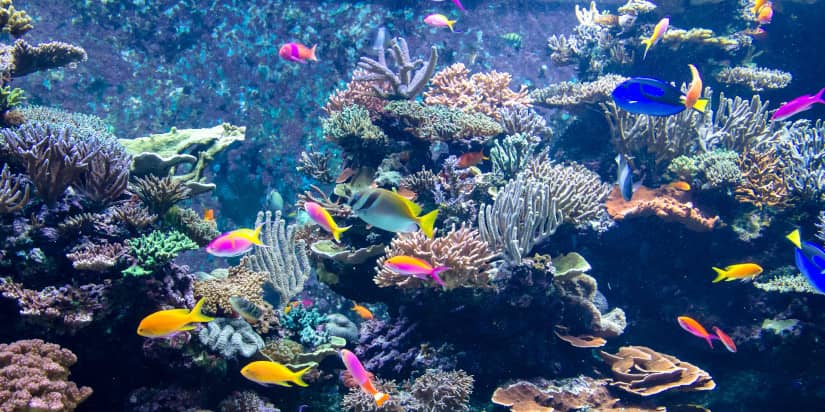 Aquarium Cleaning Services